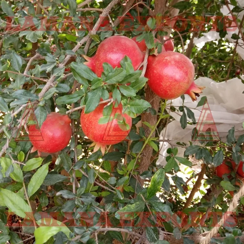 High Quality Pomegranate Fruit India Export for Thailand Malaysia Singapore Vietnam New CROP