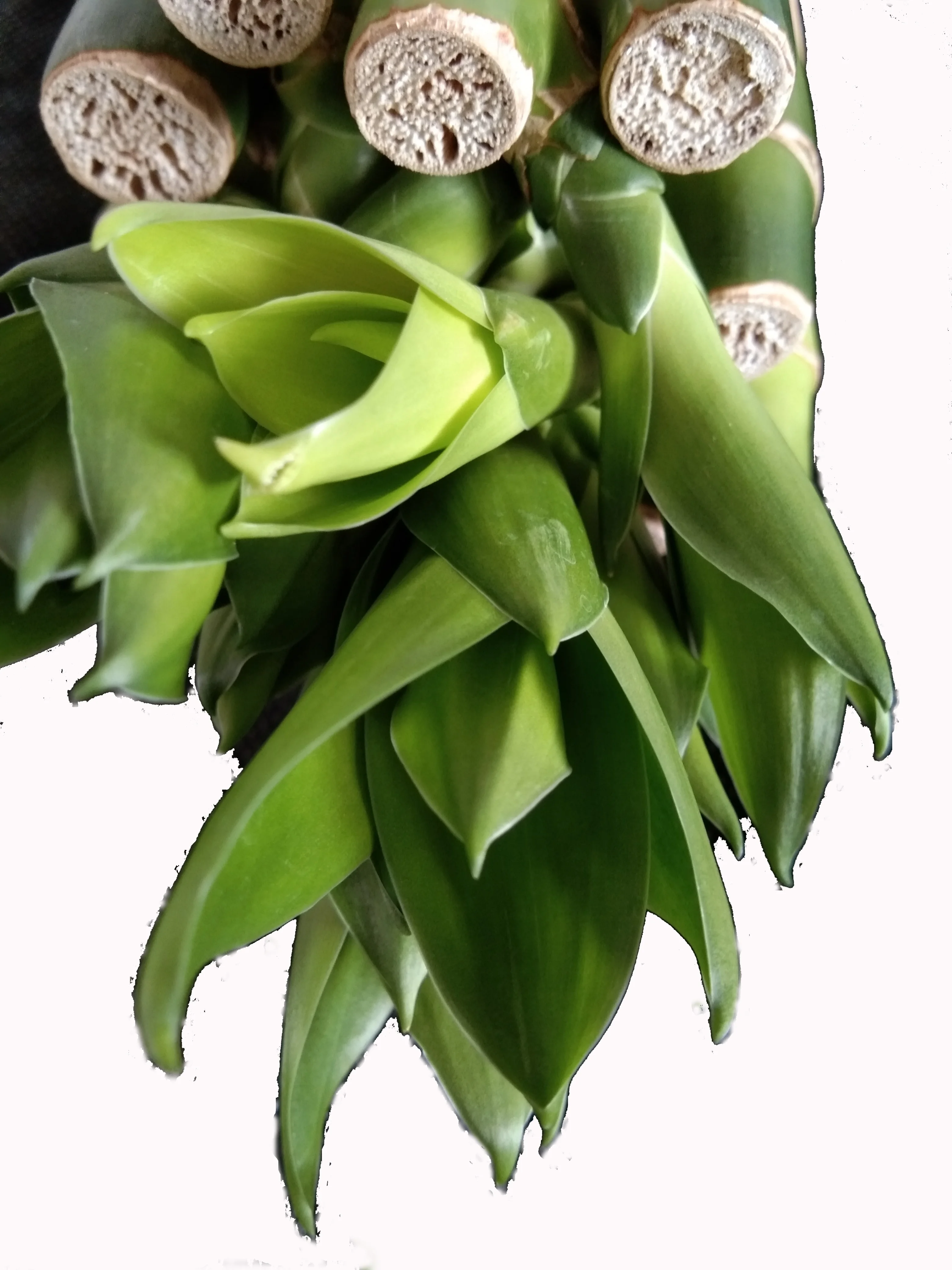 
Green straight lucky bamboo plant with good quality Zhanjiang 