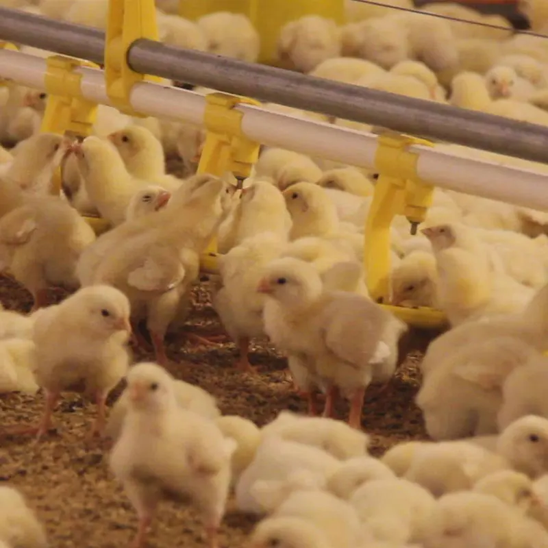 Automatic bell chicken drinking system chicken feeder and drinker