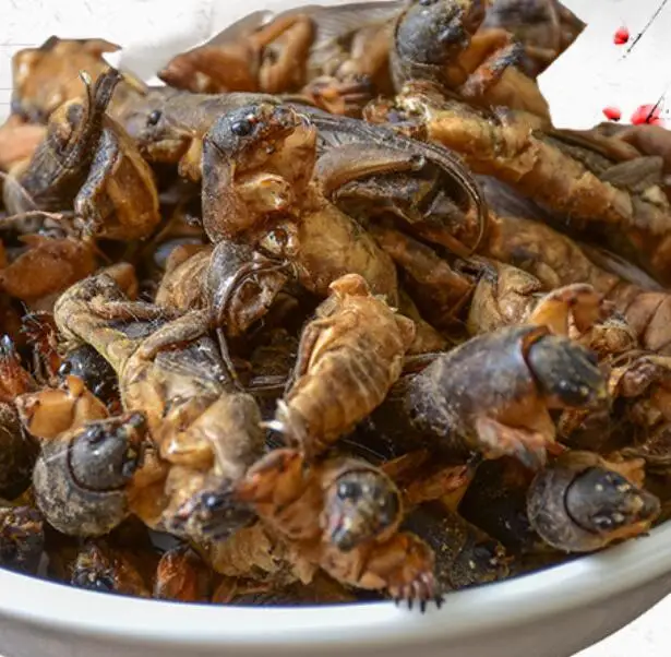 
Lou gu 1KG new sulphur free whole dried Mole Crickets for sale 