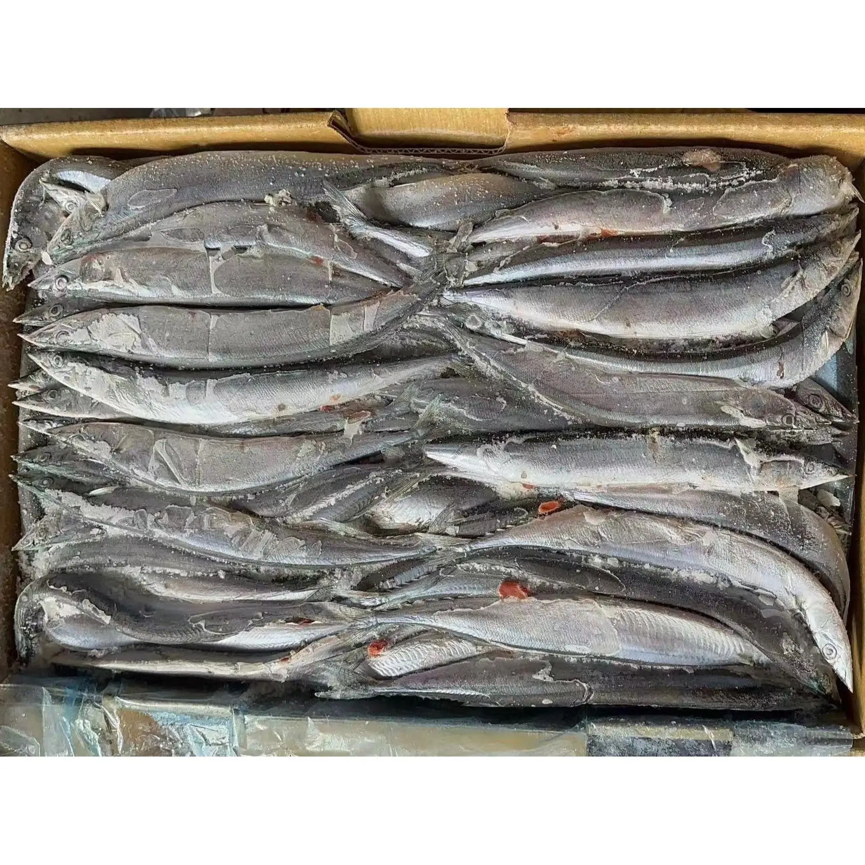 Good quality Frozen Pacific Saury Fish various size Cololabis saira