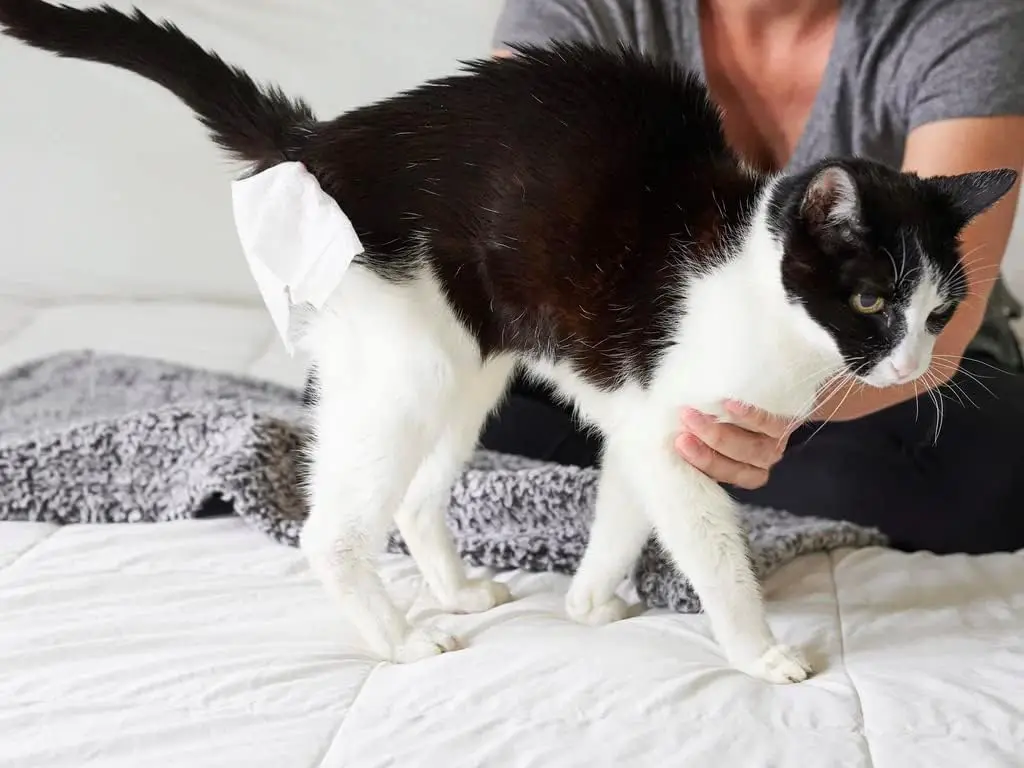 Pet Wipes Cat Grooming Puppy Wipes Dog Body Cleaning Bath Stain Odor Remover