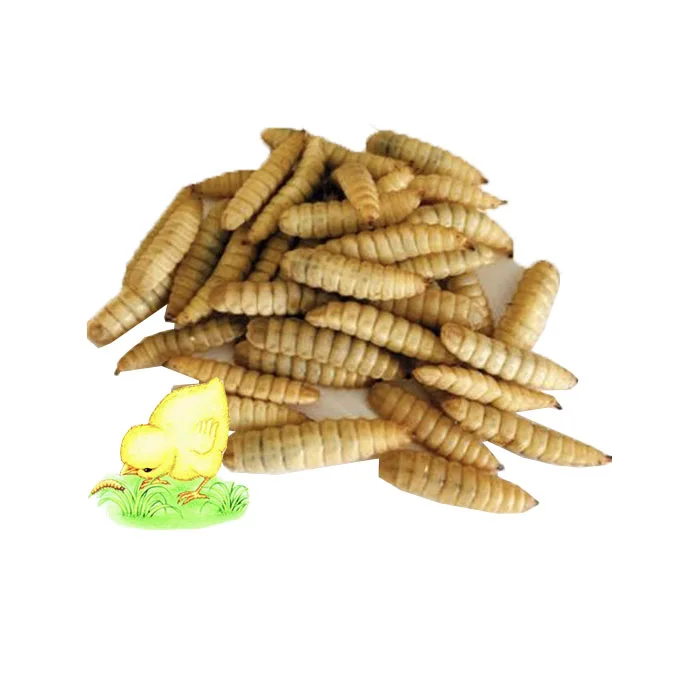 hot sales factory microwave High protein organic dried black soldier fly larva for sale