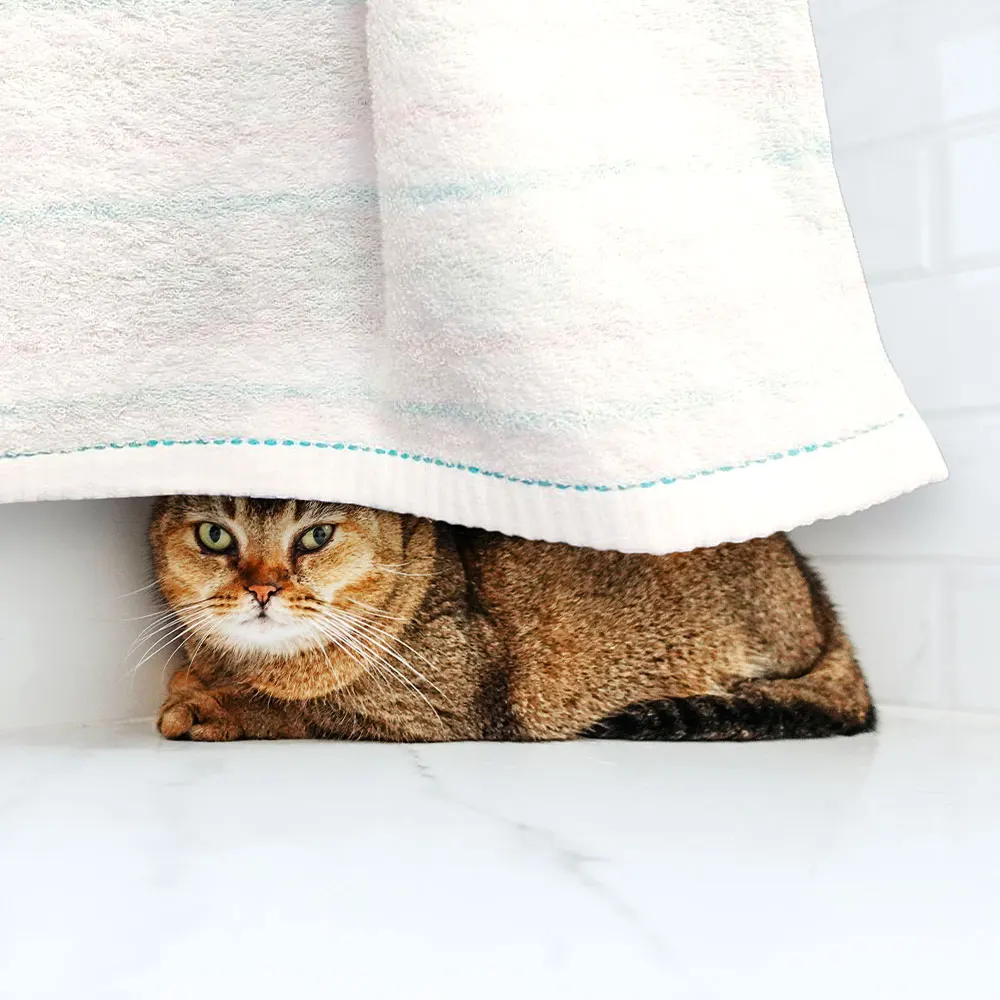 Лидер продаж оптовая цена завода индивидуальные цветные домашние банные полотенца 100% хлопковые для рук