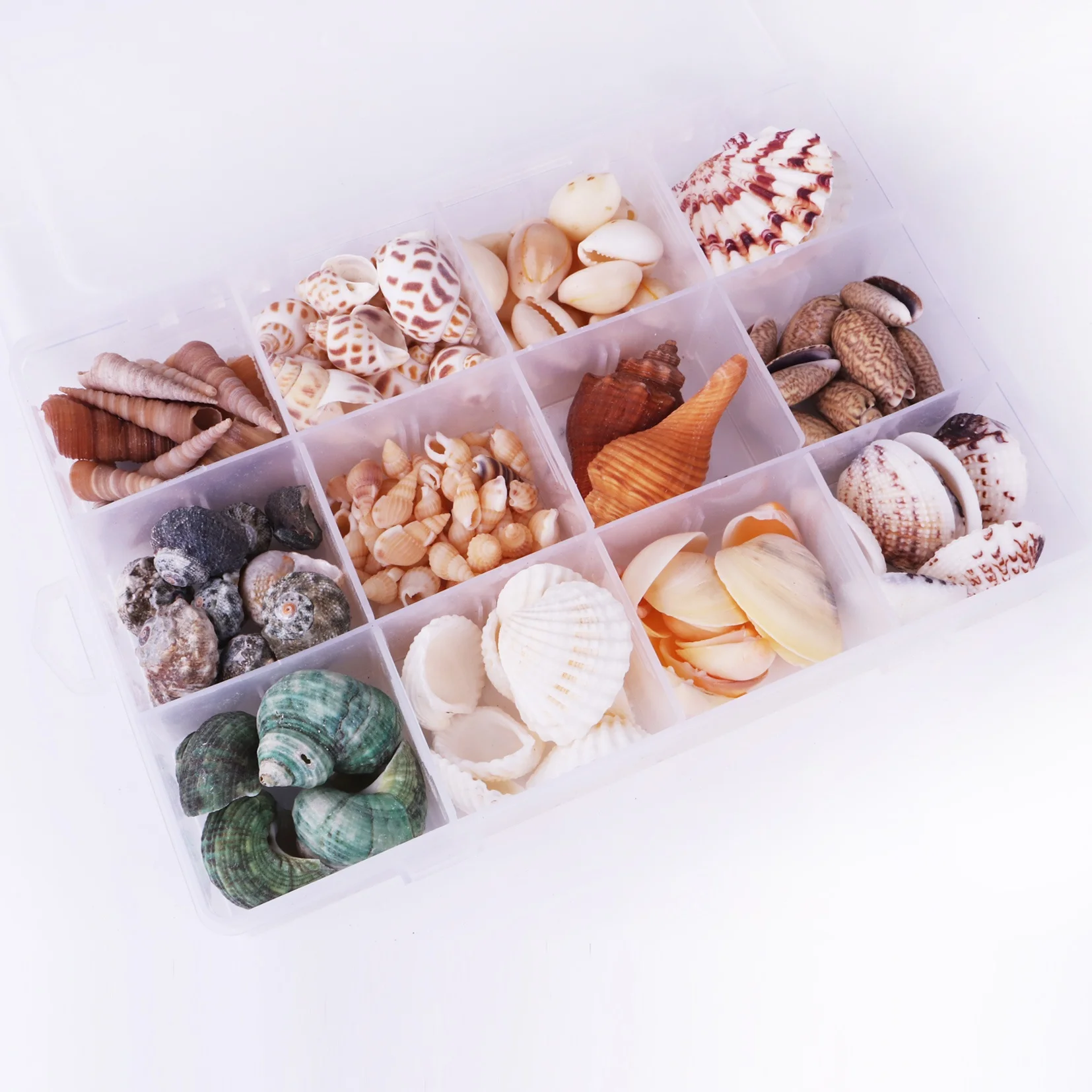 Wholesale DIY Beach Natural Mixed Seashells Jewelry Accessories Different Kinds Sea Shells Crafts for Collection Specimens