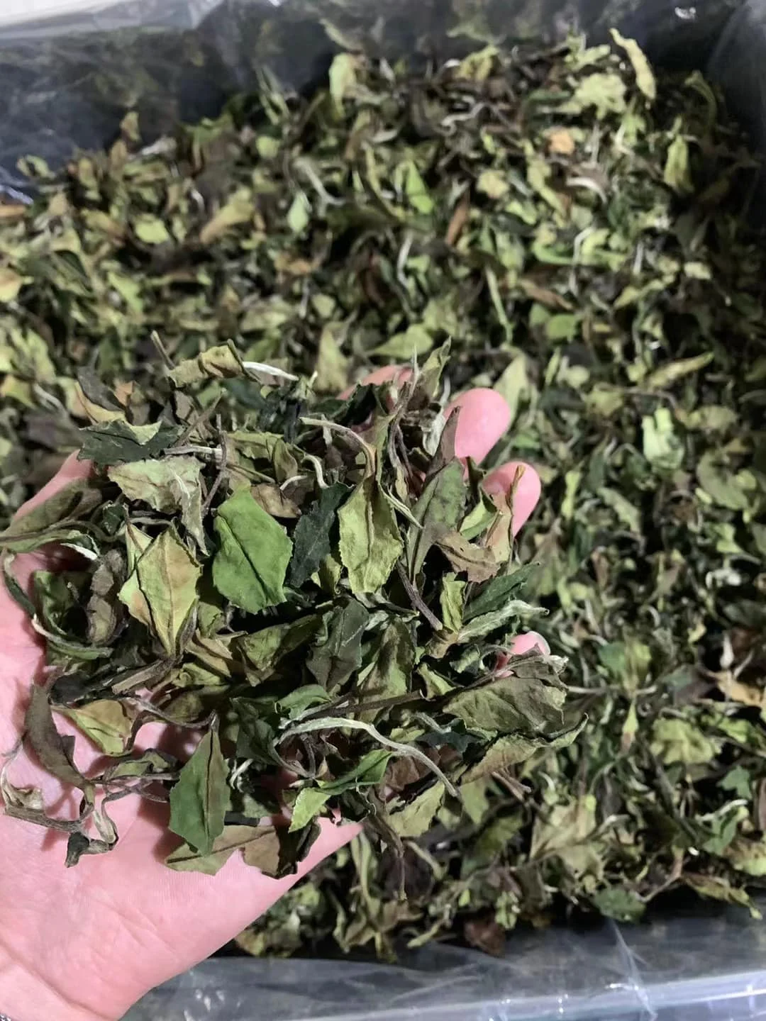 Hot selling China White Peony Tea Fujian Pai Mu Dan Tea