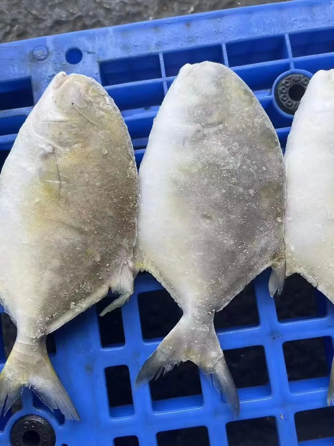 Quality frozen seafood pomfret fish golden pomfret
