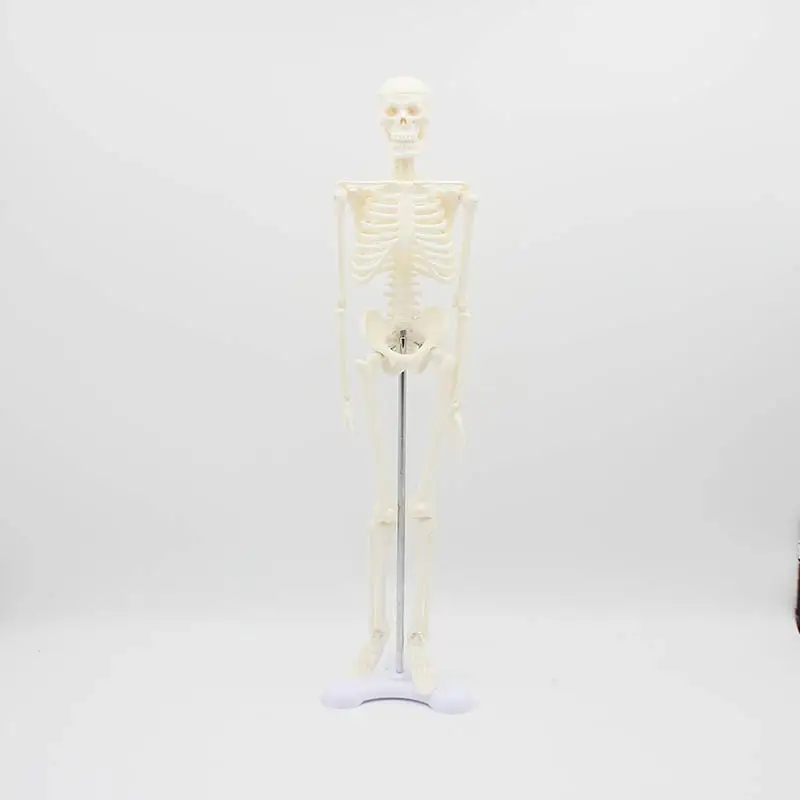 Human skeleton with nerve intervertebral disc 47cm/white whole body skeleton model detachable small skull frame medical