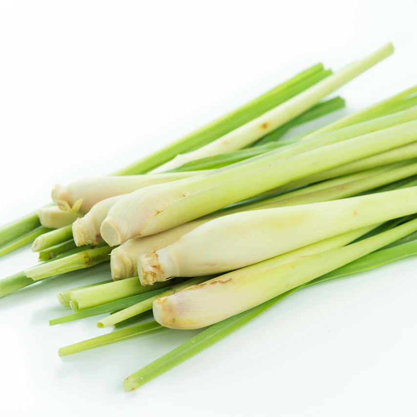 Naturally fresh lemongress best Quality lemon gress from Thailand