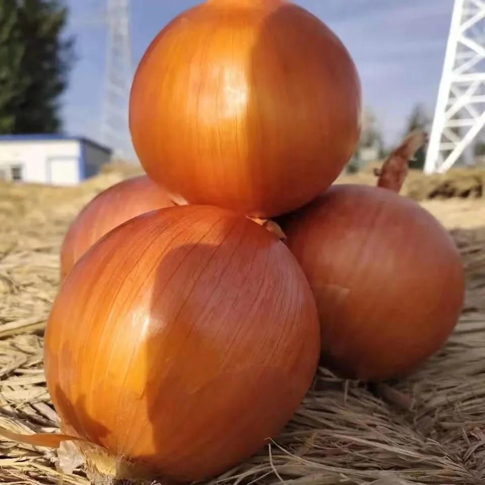 High Quality Fresh Yellow Onion/ Red Onion with cheap price per ton from JUFU onion seeds - New harvest