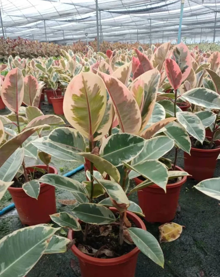  Прямая продажа сельскохозяйственных растений 3 шт. в 1 кастрюля фикус эластичный Silvie живые