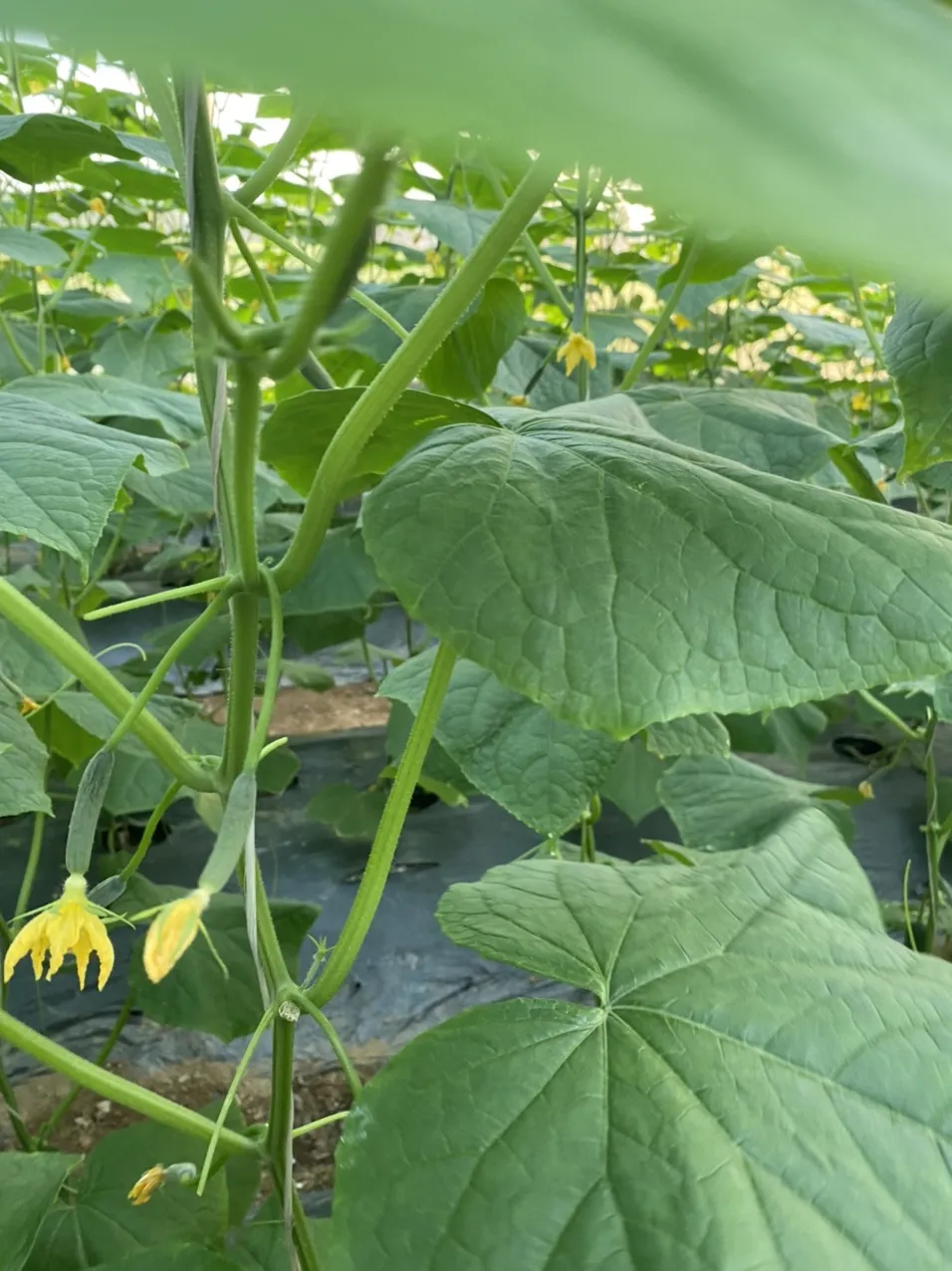 
Most Reputable and Quality Company In Vietnam Fresh And Juicy Young Cucumber Eco Friendly Farm Buy Now For Best Price 