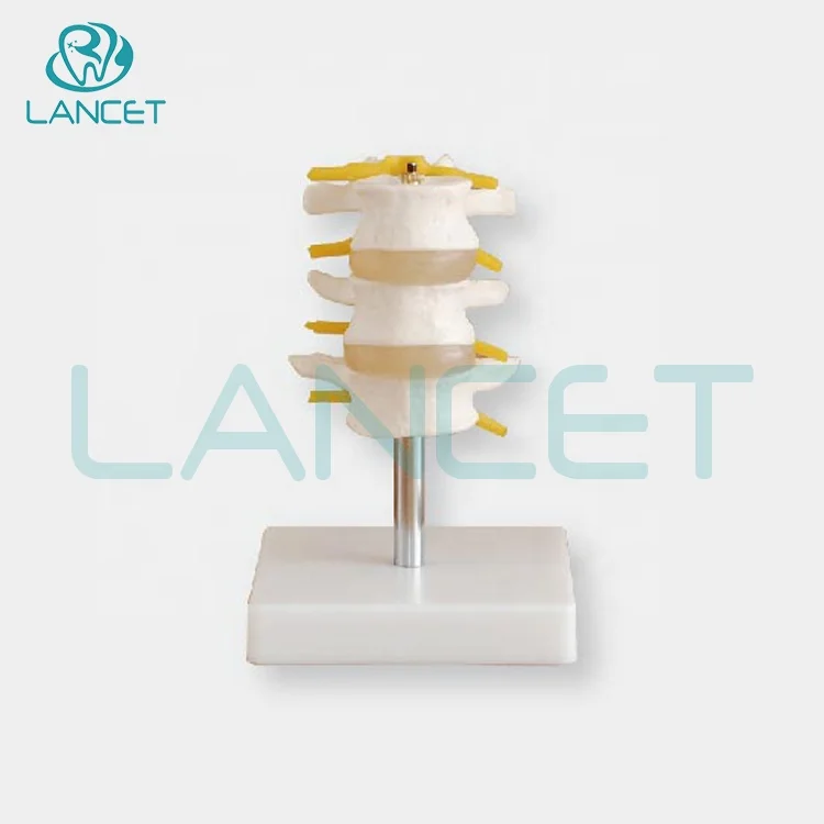 Joint model Medical education Life-Size lumbar vertebral set model human anatomical lumbar retractor set