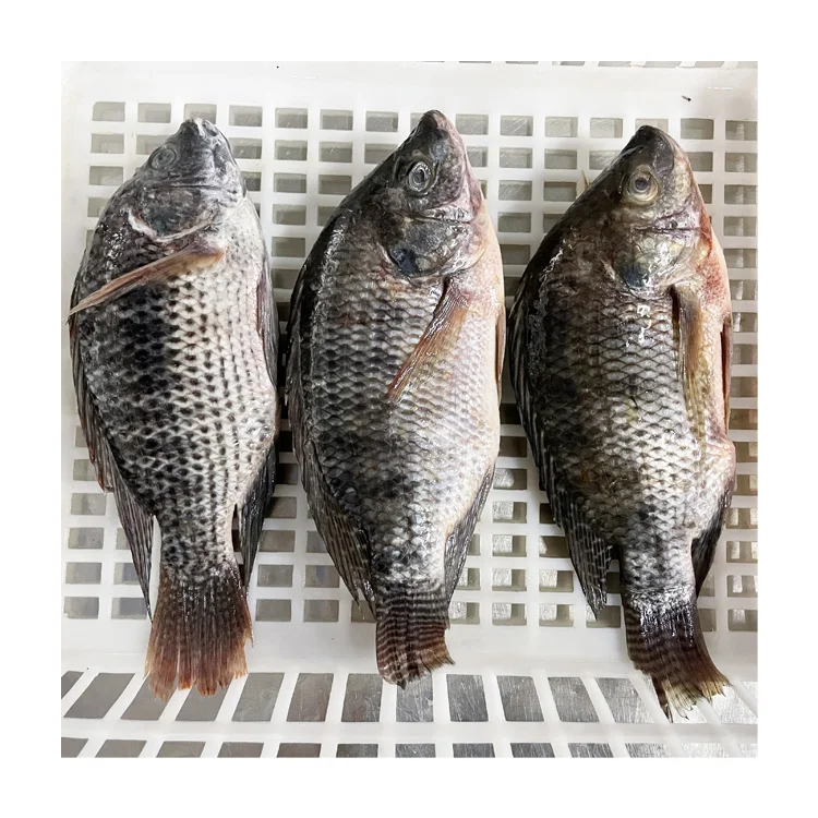 Wholesale Frozen Tilapia Fresh Fish Oreochromis Niloticus Tilapia Frozen Tilapia Producers with Competitive Price