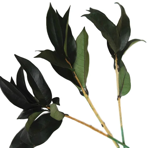 Preserved Osmanthus branches for  Home flower arrangement and Garland decoration