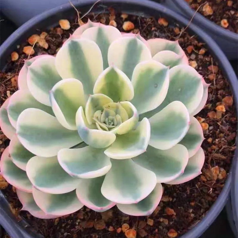 
Live Succulent Plants Wholesale Echeveria Lenore Dean Varieagated 