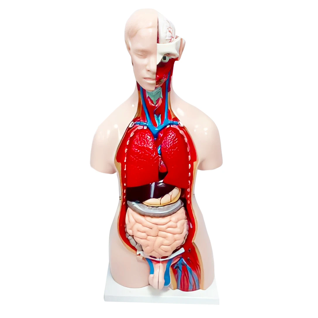 Medical Plastic Simulation Teaching Magnified Human Anatomy Detachable 40 Parts 85CM Unisex Torso Model With Internal Organs