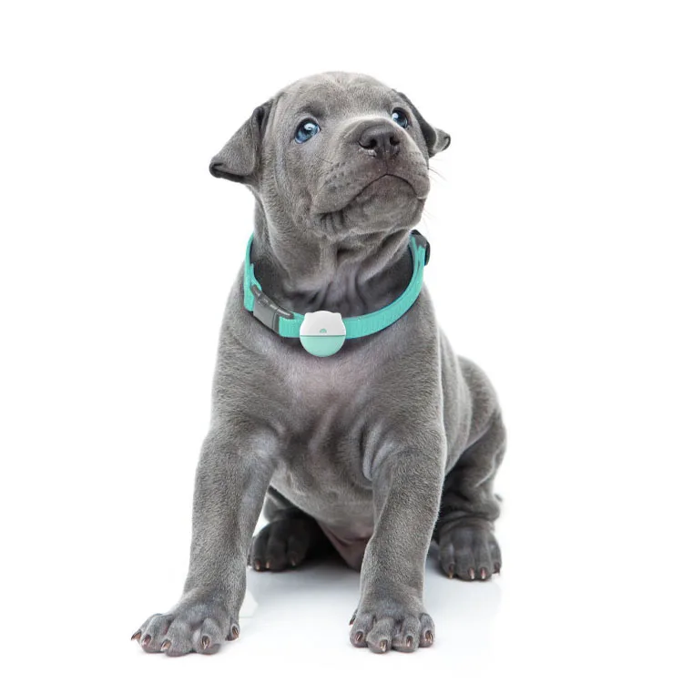 Tracking Pets Daily Activities EVIEW New Generation 4G NB Kitty Puppy GPS Tracker Collar