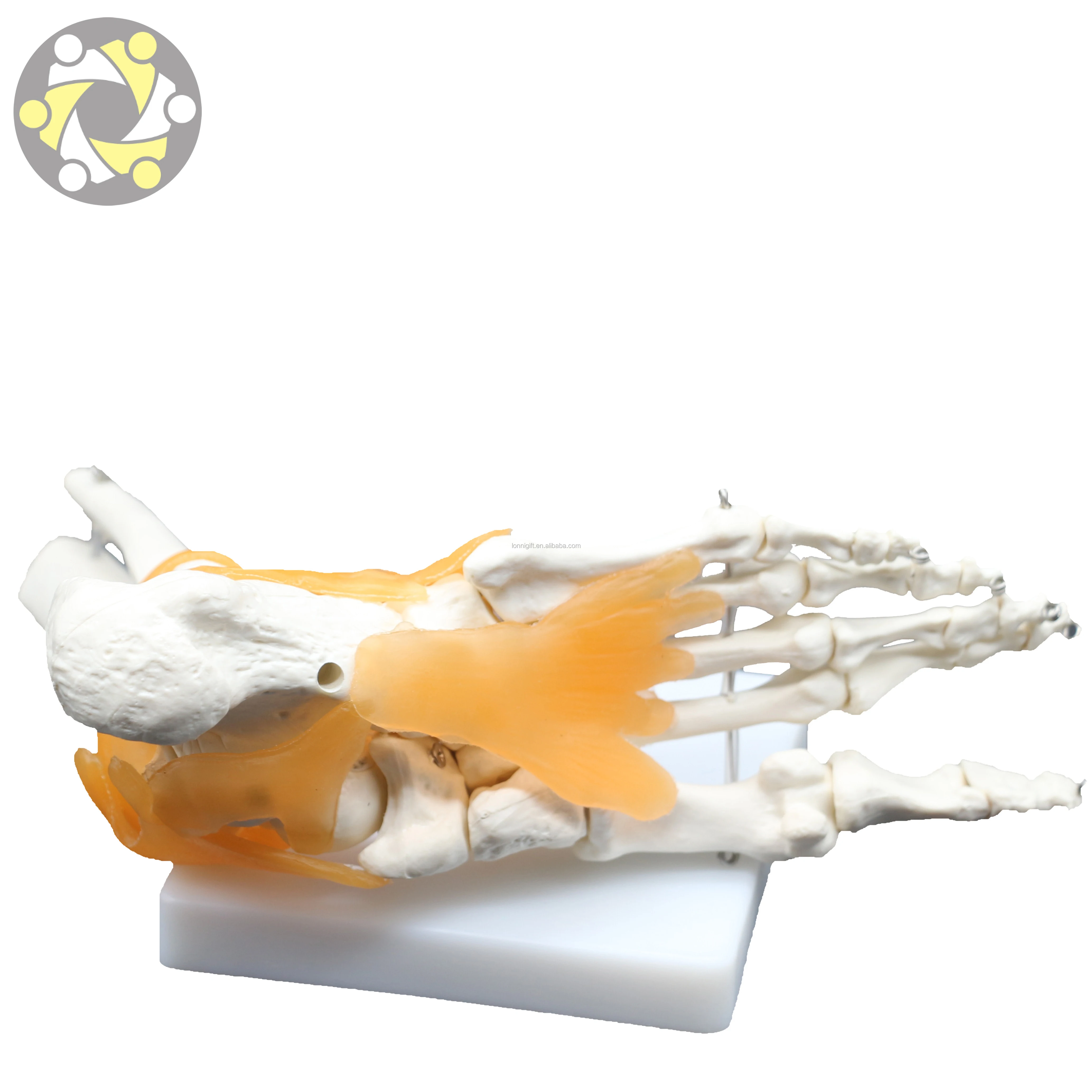 Low price foot joint model in stock