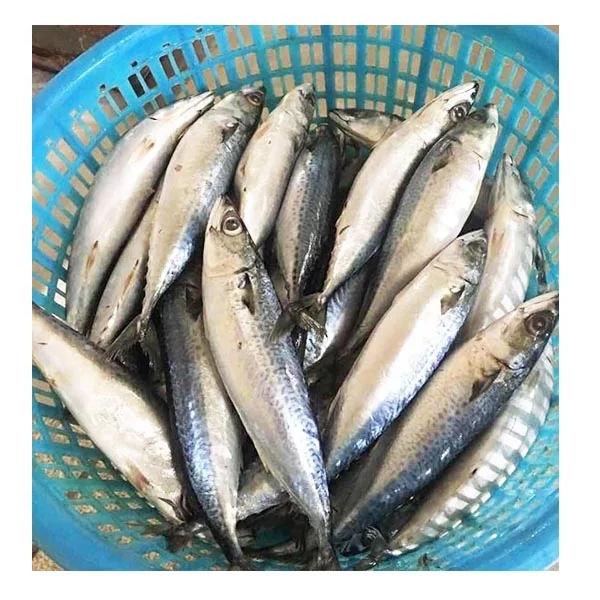 Healthy Sea Food Dried Whole Round Frozen Pacific Mackerel Fish