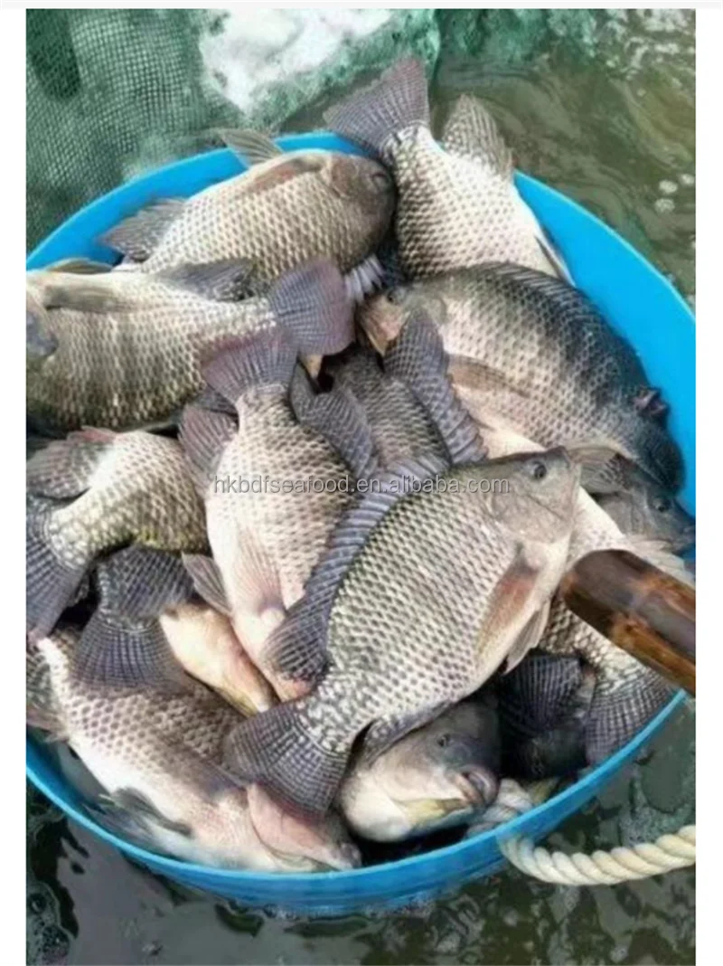 hot selling seafood Wholesale price fresh IQF Frozen whole tilapia