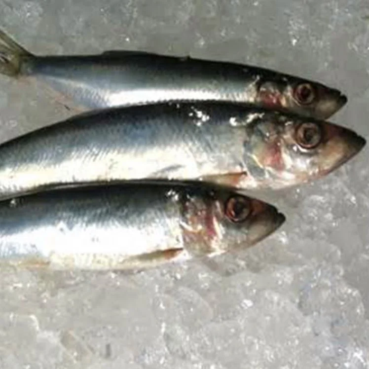 Frozen Sardine For Bait Wholesale Price