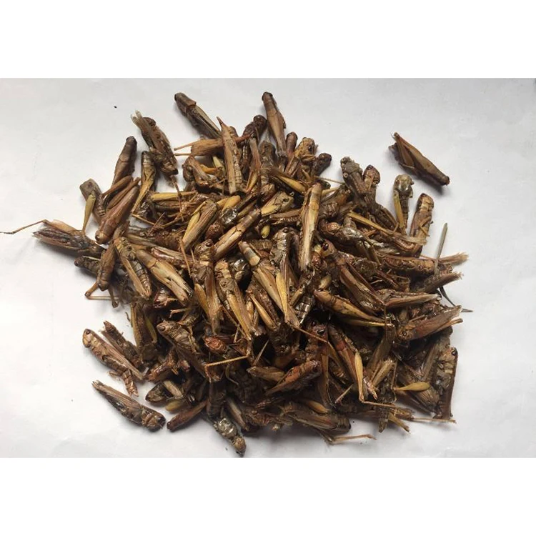 Wholesale nourishing wholesale pet bird food grasshopper