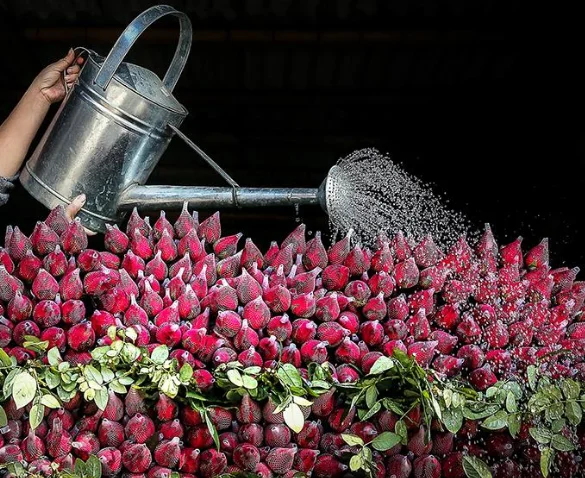 Stocked Extruded Plastic Sleeves for Flowers with Different Sizes