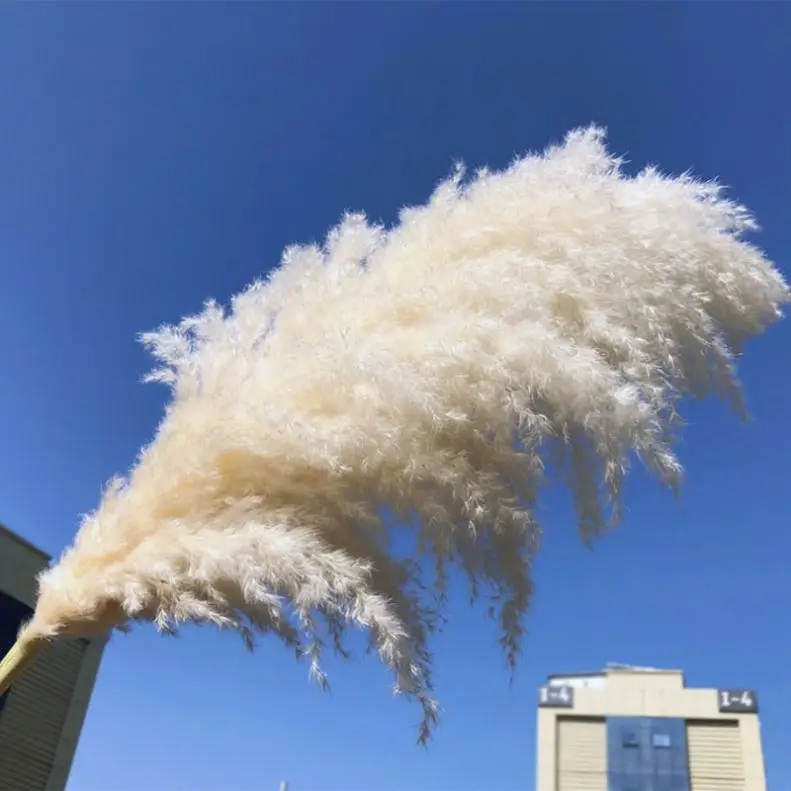 
 Оптовая продажа, большой сушеный длительный консервированный пампасный травяной большой букет  