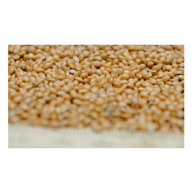
Ukraine Fresh Style millet yellow for birds price hot saling 