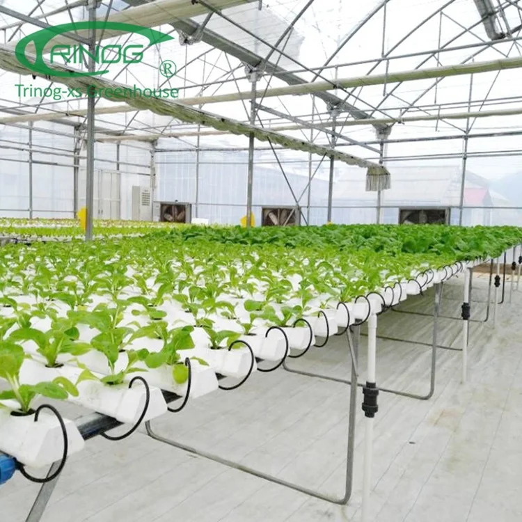 Trinog greenhouse Agricultural Commercial NFT lettuce cultivation Hydroponics System for Film Green House