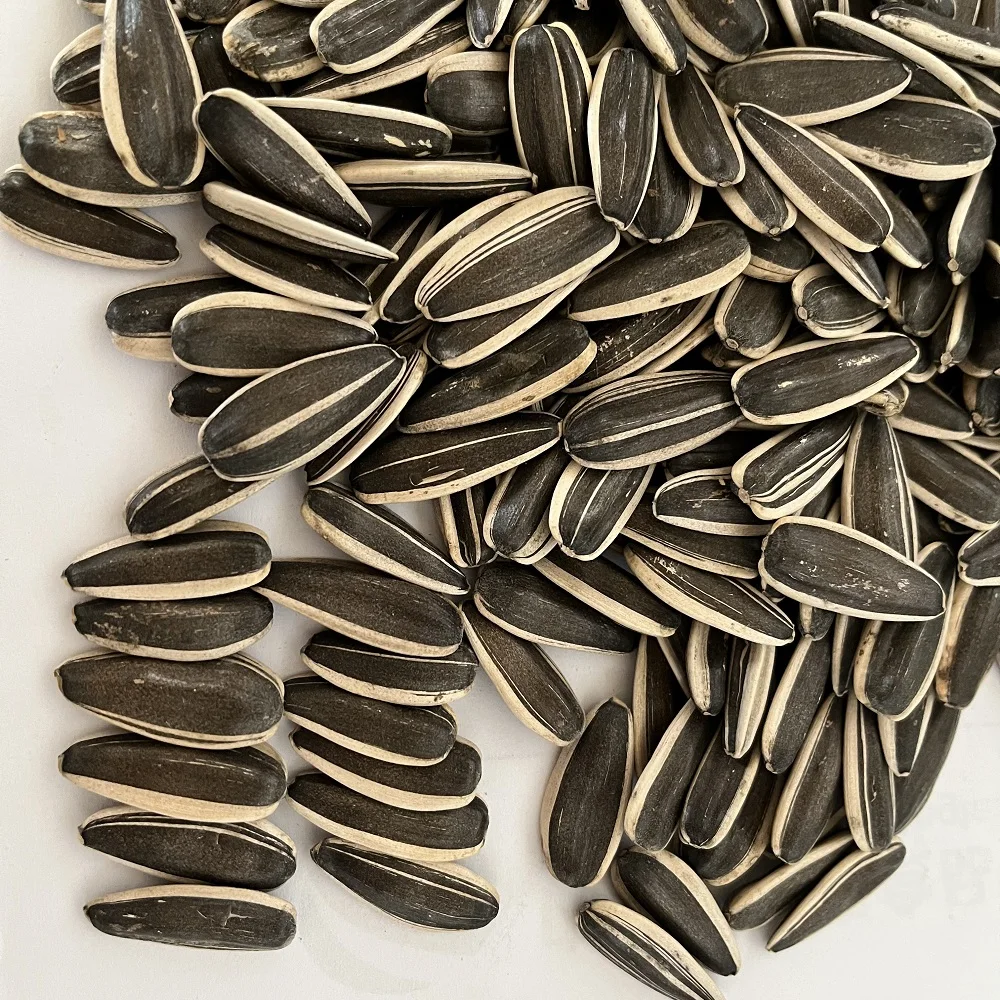 Supply best quality chinese black sunflower seeds large size sunflower seeds 363 export with per ton
