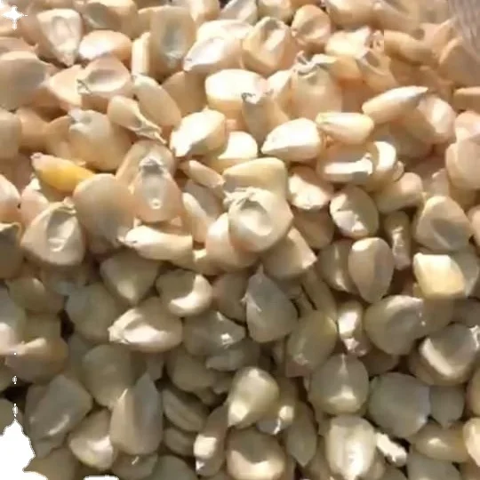 Export quality egypt origin white maize (1600081865440)