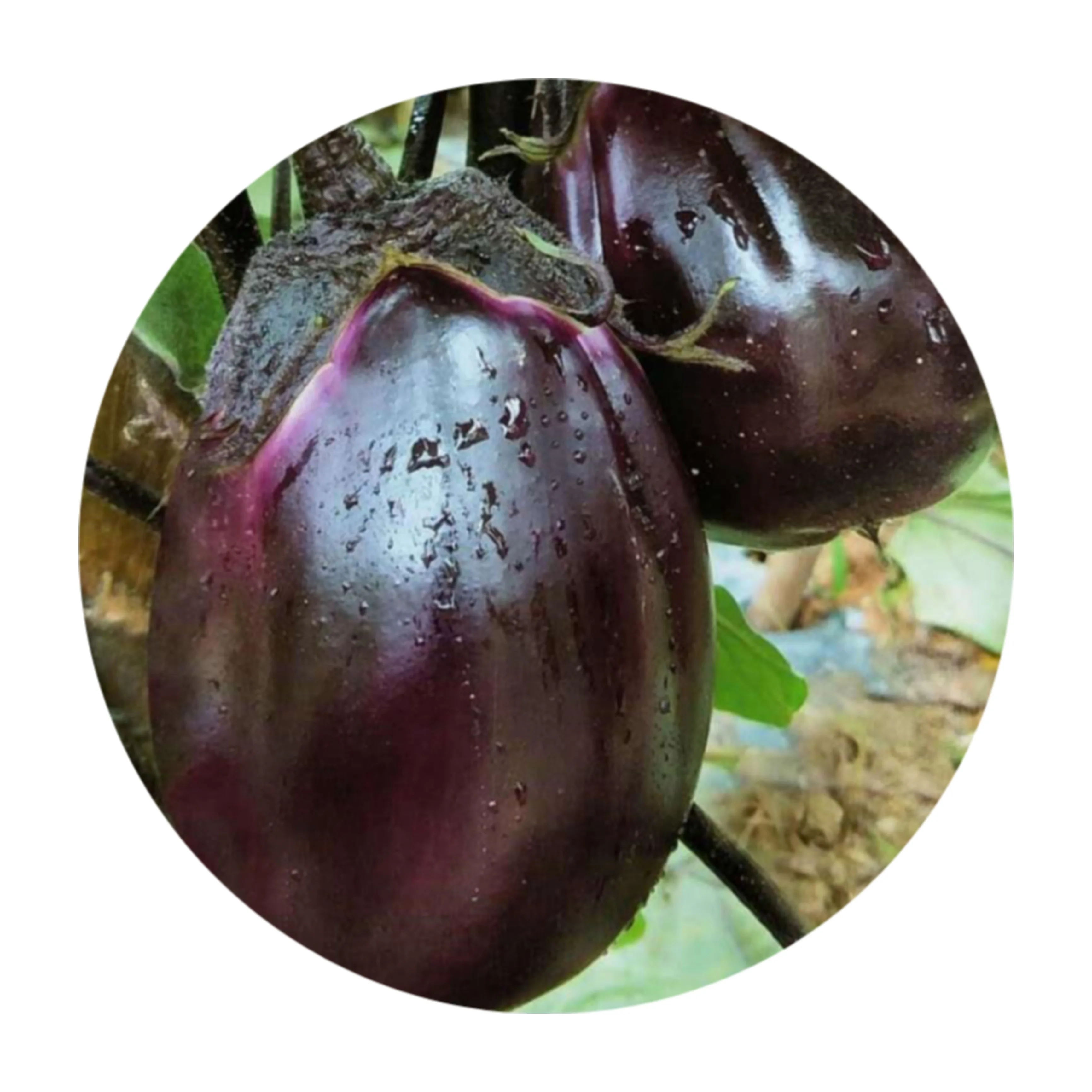 Семена фиолетового баклажана F1 Brinjal No.1 из Китая в маленькой упаковке