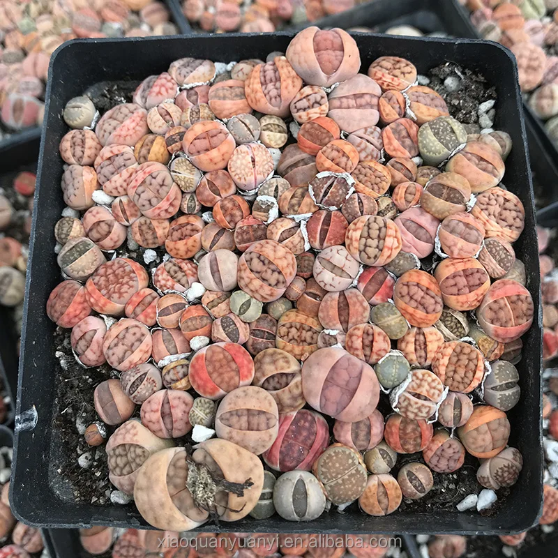 
Colorful Lithops seeding wholesale cactus succulent plants living stones Lithops 10 cm pot 