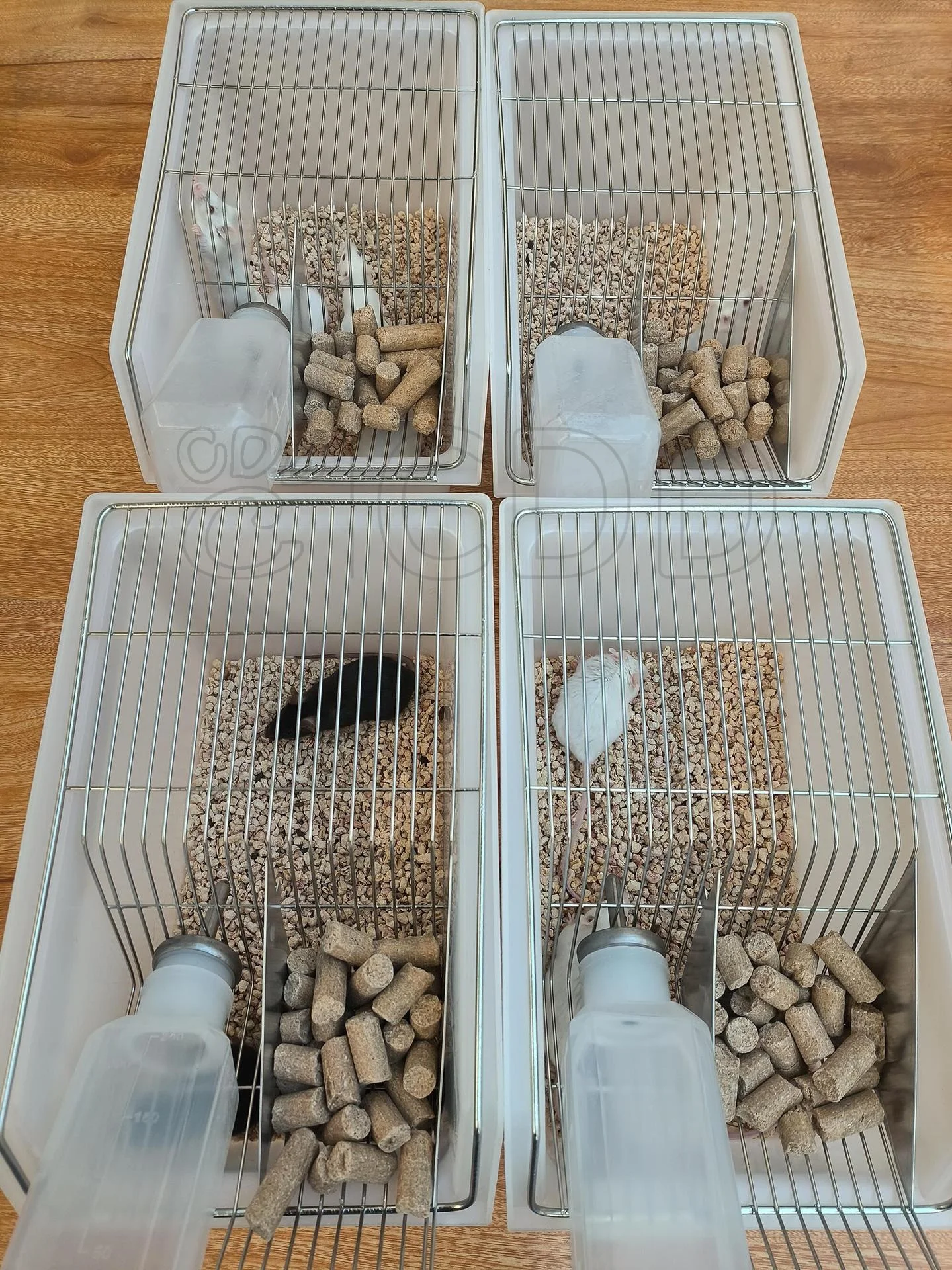 Popular lab farm animal mouse bins plastic breeding cage tub for feeding mice rat