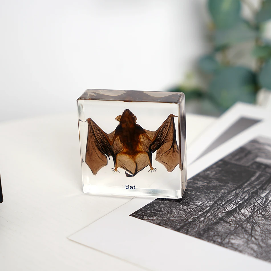 Высококачественная таксидермическая безопасная для животных полирезина биологическая модель летучей мыши встроенное пресс-папье школьных принадлежностей