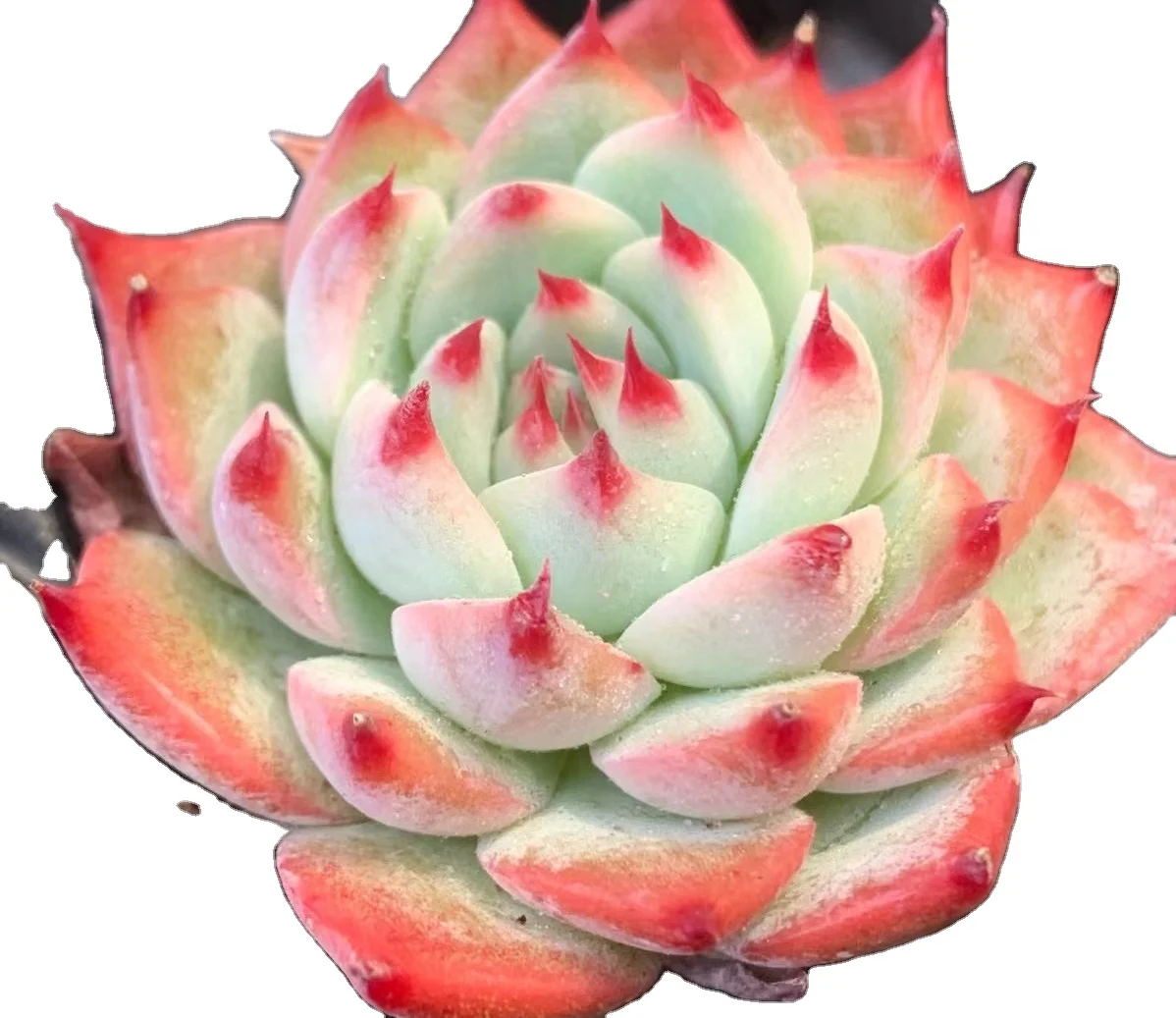 Wholesale indoor home decorative live plant succulent