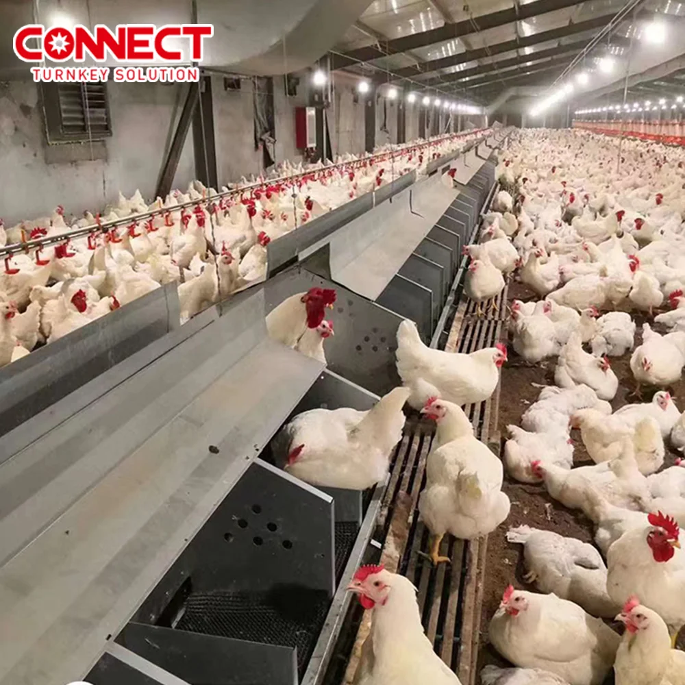 50000 Poultry Complete Set Broilers Shed Automatic House Feeding Husbandry Plant Equipment Chicken Farm Line System Machine