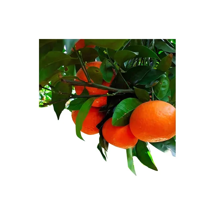 Wholesale Frozen Fresh Citrus Fruits Mandarin Orange Satsuma Sweet Tangerine
