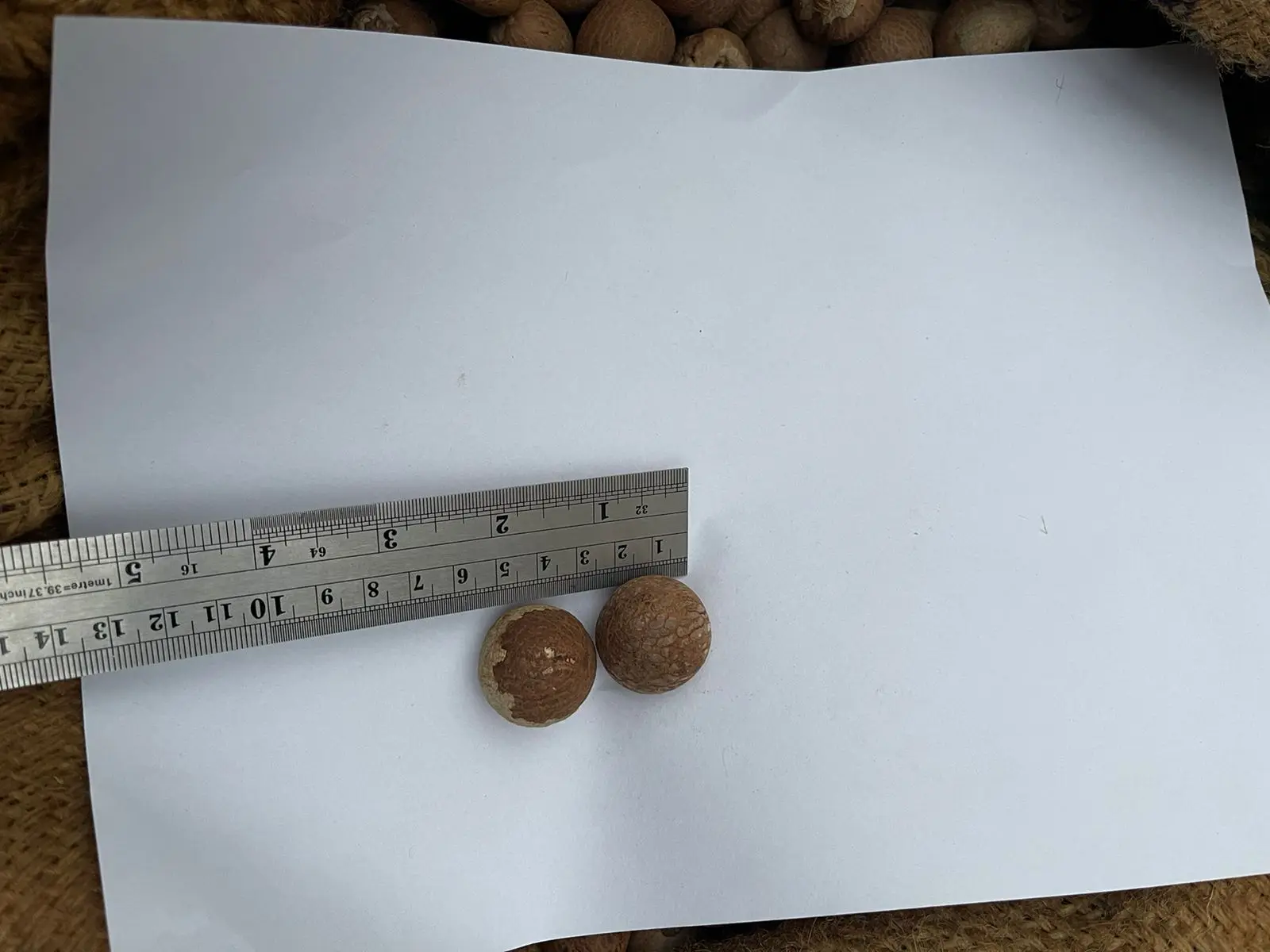 Premium Grade Of Betel Nut Supply Best Selling 100 % Natural Brown Color Dried Betel Nut Hot Sale With High Quality
