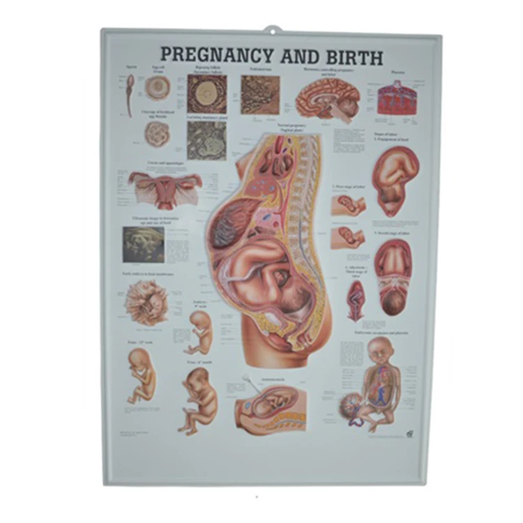 The Educational Plastic 3D Medical Urinary Tract Anatomical Wall Charts/Poster