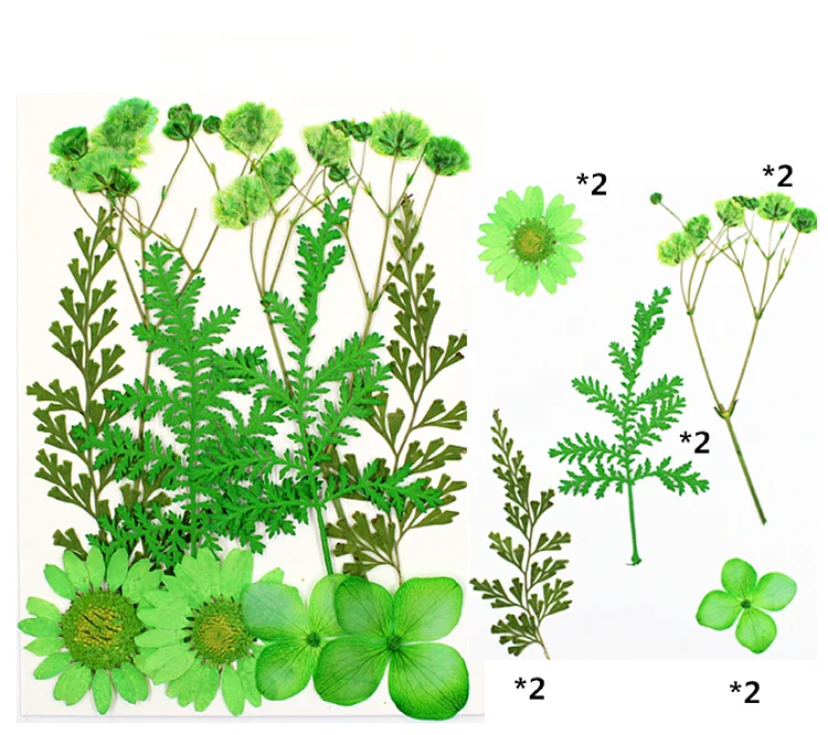 Dry Flower Diy Makeup Nail Phone Case Frame Materials Plant Flower Specimens Real Natural Dried Pressed Flower For Resin