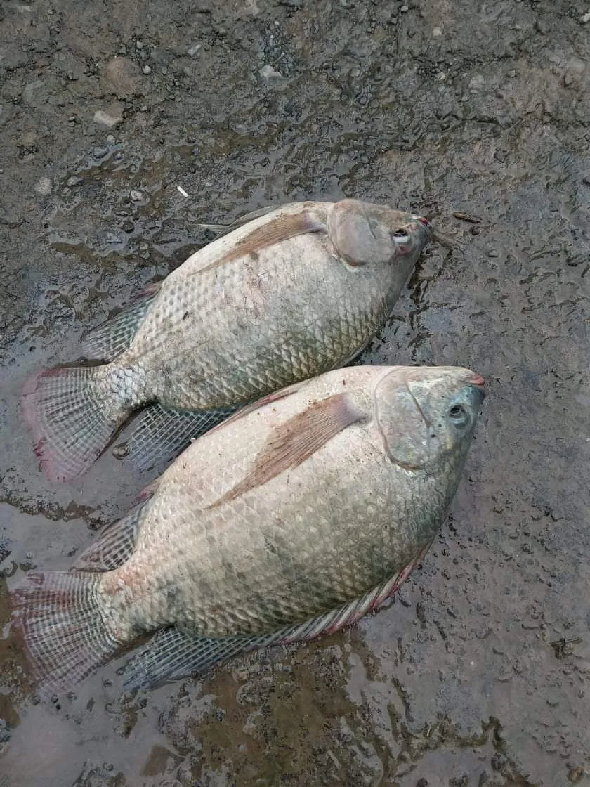 Новый сезон цельная круглая замороженная черная тилапия