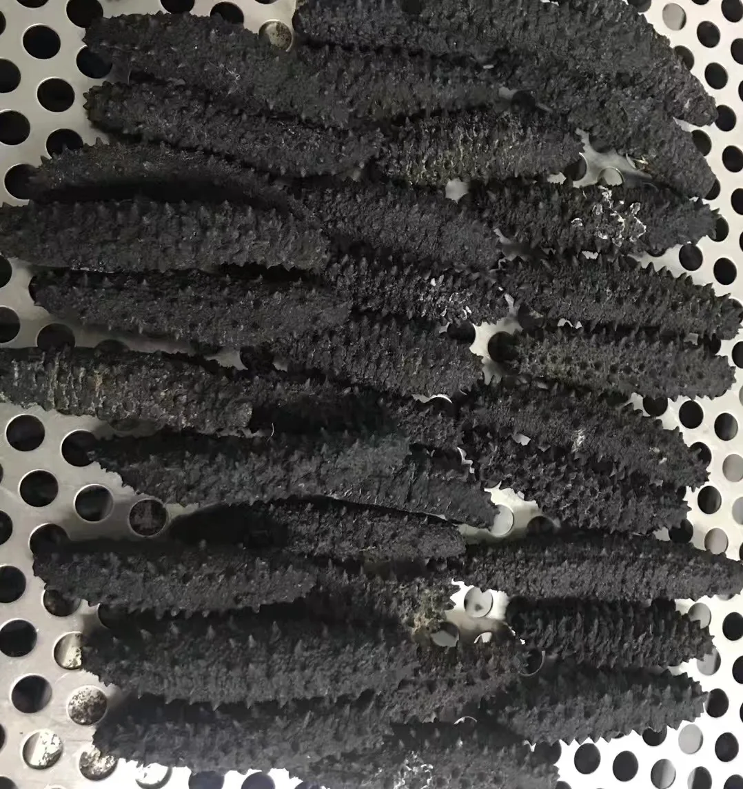 Сушеный морской огурец polii tubulosa, греческий морской огурец