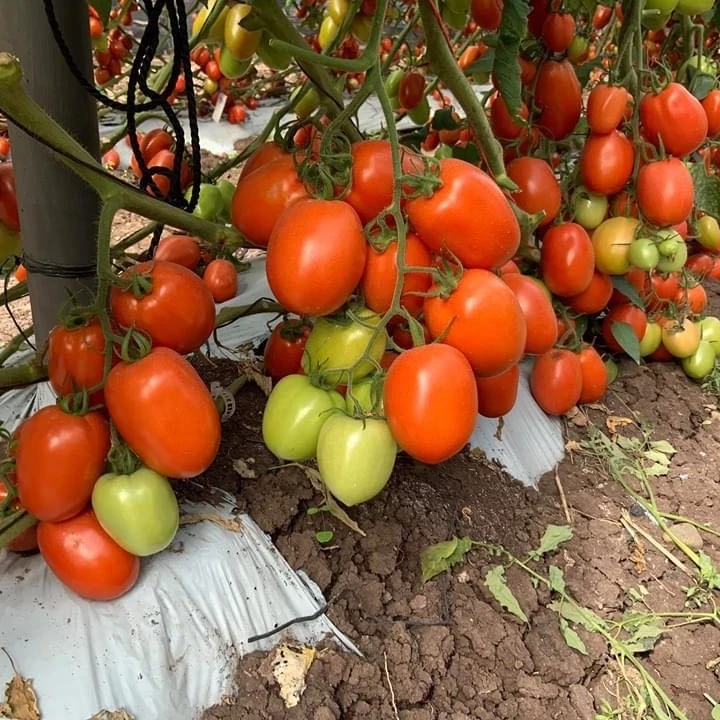 Высокопроизводительные Жаростойкие полуобрезанные крупные красные овальные семена томатов рома для продажи F1 гибрид