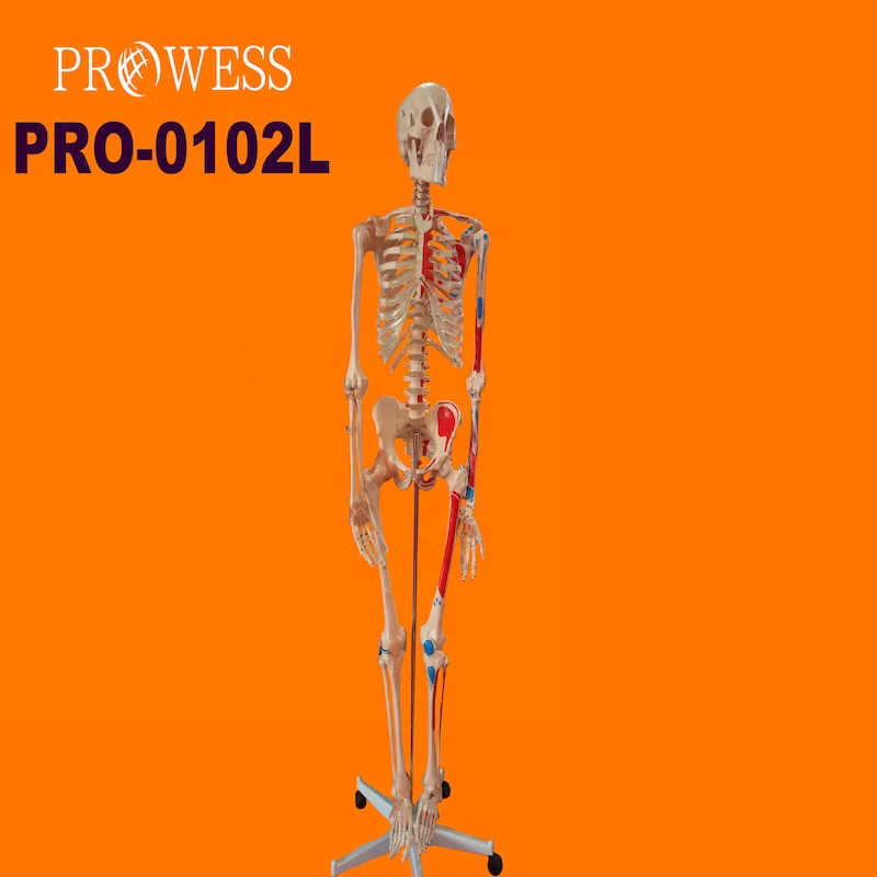 PRO-0102L Natural Human skeleton model Bendable muscle coloring human skeleton model whole body medical