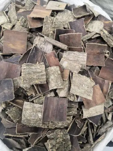 Wholesale Factory High Quality Popular Chinese Herb Tree Bark Chinese Medicine Dried Eucommia Ulmoides
