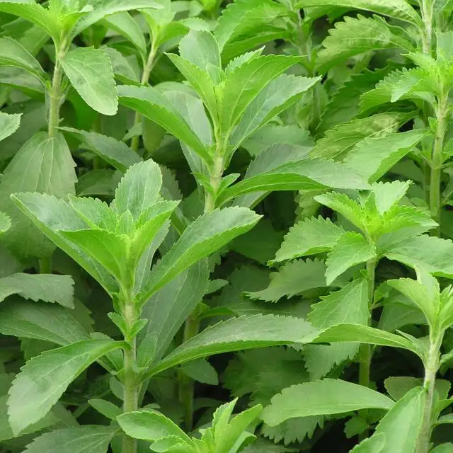 
Stevia Seeds Wholesale stevia plant seeds extract stevioside top quality high purity stevia rebaudiana seeds high germination 