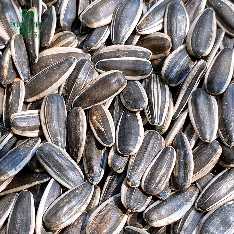 Big size Chinese wholesale home use sunflower seeds sheller bulk sunflower seeds 363